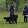 Der andere geht mich gar nichts an, scheint der Begleithund zu signalisieren, als er an den anderen Hunden vorbeiläuft. Das ist eine Obedience-Übung. 