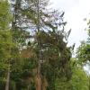 Eine dem Tod geweihte Fichte bei Waldzell. Eine dem Tod geweihte Fichte bei Waldzell.