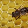 Eine Biene läuft im Bienenstock über die mit Honig gefüllten Waben. 
