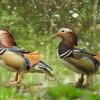 Vor kurzem sind an den Weihern bei Schmerb in der Nähe von Ebrach zwei besonders bunte Enten aufgetaucht. Es handelt sich um Mandarinenten, die ursprünglich aus Ostasien kommen und inzwischen in Europa heimisch geworden sind, berichtet in einer Pressemitteilung der Forstbetrieb Ebrach. Bei den Enten in Schmerb handelt es sich allerdings um zwei Männchen. Ob diese nur die Vorhut ihrer Familien sind oder sehnsüchtig auf zwei Weibchen warten, bleibt offen. Die Mandarinente kam im 18. Jahrhundert durch Menschenhand nach Europa. Sie wurde als Ziervogel in Parks und Zoos gehalten, von wo sie in die freie Wildbahn gelangte und ausbreitet. Der wild lebende Bestand in Europa wird auf 7000 Brutpaare geschätzt und ist vermutlich höher als der Bestand in ihren Ursprungsländern. Bekannt ist die Mandarinente vor allem durch ihr farbenfrohes Gefieder im Prachtkleid des Männchens. Das Weibchen trägt ein schlichtes, grau-braunes Gefieder. Anzutreffen sind Mandarinenten an dicht bewachsenen, baumreichen Uferrändern. Die Brutzeit ist von April bis Juni und dauert etwa 30 Tage. Mandarinenten sind monogame Vögel. Sie bleiben meist Jahre zusammen – oft ein Leben lang – und gelten daher in ihrer Heimat auch als Symbol für eheliche Treue. (dix)