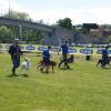 Auch der Schäferhundeverein war bei der Hundemesse mit dabei. Die Besitzer zeigten, was ihre Hunde alles gelernt hatten. Auch der Schäferhundeverein war bei der Hundemesse mit dabei. Die Besitzer zeigten, was ihre Hunde alles gelernt hatten.