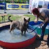 Da es bei der Hundemesse warm war, wurde auch für Abkühlung der Tiere gesorgt, die diese sichtlich genossen Da es bei der Hundemesse warm war, wurde auch für Abkühlung der Tiere gesorgt, die diese sichtlich genossen