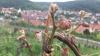 An den Stöcken in den Ramsthaler Weinbergen kräuseln sich die Blätter.