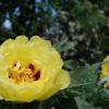 Die mannshohe chinesische Strauch-Päonie schickt sich gerade zu üppiger Blüte an.