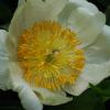 Clair de Lune ist eine früh blühende Stauden-Pfingstrose. Clair de Lune ist eine früh blühende Stauden-Pfingstrose.