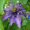 Die Clematis im Rosenbogen zeigt schon mal, was "gefüllte Blüte" heißt Die Clematis im Rosenbogen zeigt schon mal, was "gefüllte Blüte" heißt
