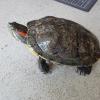 Am Montag, 3. Juni, wurde um etwa 18 Uhr vor dem Zoohaus Warmuth, Rudolph-Glauber-Straße 2 in Karlstadt eine Schildkröte gefunden.