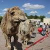 Zum Circus Barus gehören vier ausgewachsene Kamele. Neugierig beäugen sie die Besucher und recken ihnen ihre Hälse auf der Suche nach Futter entgegen. Zum Circus Barus gehören vier ausgewachsene Kamele. Neugierig beäugen sie die Besucher und recken ihnen ihre Hälse auf der Suche nach Futter entgegen.