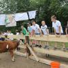 Die Jungkuh Isa war die Hauptfigur des "Kuhfladenbingos" beim Geburtstagsfest der Katholischen Landjugendbewegung Retzstadt.