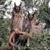 Mehrere Waldohreulen sind regelmäßig bei Margit Fischbach im Garten zu Gast.