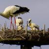 Nachwuchs bei den Weißstörchen: In dem Horst bei Niederlauer zieht ein Weißstorch-Paar drei Junge auf.