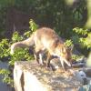 Fuchs im Wohngebiet in Homburg.
