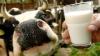 Die Milch hat es den Betreibern des Milchtrucks angetan. Und es soll Milch aus Franken sein, denn das Truck-Team möchte mit seiner rollenden Cocktailbar die heimische Landwirtschaft unterstützen.