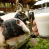 Die Milch hat es den Betreibern des Milchtrucks angetan. Und es soll Milch aus Franken sein, denn das Truck-Team möchte mit seiner rollenden Cocktailbar die heimische Landwirtschaft unterstützen.