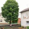 Die Linde in Obersfeld trägt die Nummer 613 im Baumkataster der Gemeinde. Die Linde in Obersfeld trägt die Nummer 613 im Baumkataster der Gemeinde.
