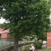 Dieser Baum, rund vier Meter neben neben ihrem Haus auf Gemeindegrund in Obersfeld, bereitet Elvira Frick Sorge. Sie befürchtet, dass bei einem Unwetter abbrechende Äste ihr Haus beschädigen könnten. 