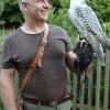 Falkner Walter Reinhart demonstrierte mit seinem Gerfalken anschaulich die Lebensweise der Raubvögel.