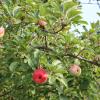 Die Obstbäume erholen sich in diesem Jahr und bilden nur relativ wenig Früchte aus. Die Obstbäume erholen sich in diesem Jahr und bilden nur relativ wenig Früchte aus.