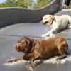 Beim Dog Day im Silvana Freizeitbad in Schweinfurt hatten die Vierbeiner nicht nur auf der Rutsche ihren Spaß.