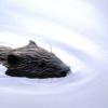 Der Biber braucht Wasser. 