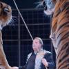 Sascha Prehn, der Dompteur des Circus Manuel Weisheit, lässt die mächtigen Tiger ihre Kunststücke vollführen.