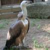 Weiblicher Zuwachs bei den Gänsegeiern im Wildpark.
