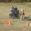 Die Lokalmatadoren Juliane und Walter Seibert hielten mit ihren Ponys Novis und Amelie sehr gut mit bei den Wettbewerben des Übungsfahrturniers. Juliane wurde Gesamtzweite bei den Einspännern. Die Lokalmatadoren Juliane und Walter Seibert hielten mit ihren Ponys Novis und Amelie sehr gut mit bei den Wettbewerben des Übungsfahrturniers. Juliane wurde Gesamtzweite bei den Einspännern.