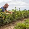 Christoph Sterk, Landwirt aus Großlangheim, bei der Ernte eines Aroniabeeren-Feldes.