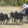 Mit seinem Pony-Vierspänner traute sich Peter Geb von der Reitergruppe Geldersheim im Zweispänner-Wettbewerb mitzufahren – zur Freude der Zuschauer. Die Platzierung war nebensächlich. Im Vordergrund standen die Herausforderung im Parcours und der Fahrspaß mit dem schwer zu lenkenden Gespann.