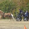 Die Lokalmatadoren Juliane und Walter Seibert hielten mit ihren Ponys Novis und Amelie sehr gut mit bei den Wettbewerben des Übungsfahrturniers. Juliane wurde Gesamtzweite bei den Einspännern. Die Lokalmatadoren Juliane und Walter Seibert hielten mit ihren Ponys Novis und Amelie sehr gut mit bei den Wettbewerben des Übungsfahrturniers. Juliane wurde Gesamtzweite bei den Einspännern.