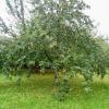 Obstbäume wie dieser alte Apfelbaum sollen auf der Pfarrwiese in Estenfeld gefällt und dafür Parkplätze geschaffen werden. 