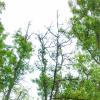 Große Lücken im Blätterdach des Waldes. Große Lücken im Blätterdach des Waldes.