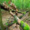 Mit dem Totholz kommt der Artenreichtum in den Wald zurück. Mit dem Totholz kommt der Artenreichtum in den Wald zurück.
