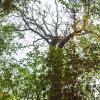 Nach dem trockenem Sommer 2018 hatte die über 200 Jahre alte Eiche heuer ausgetrieben, ehe sie vertrocknete und abstarb. In der Krone hängen noch einzelene längst braune Blätter.