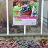 Die Heuchera ist die Herbstblume des Jahres, vor allem auch weil sie so vielfältig ist. Die Heuchera ist die Herbstblume des Jahres, vor allem auch weil sie so vielfältig ist.