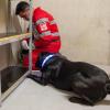 Rettungshundeführer Esmaeil Zarifi vom Iranischen Roten Halbmond übt mit Labrador Pluto. Der Hund hat ihn im Tunnel gewittert und aufgespürt. Rettungshundeführer Esmaeil Zarifi vom Iranischen Roten Halbmond übt mit Labrador Pluto. Der Hund hat ihn im Tunnel gewittert und aufgespürt.