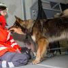 Rettungshund Kiwi hat Ann-Kathrin Döblinger gefunden. Sie hatte sich als vermeintliches Opfer in einem Haus versteckt. Die Schäferhündin bellt, um ihren Fund anzuzeigen. Rettungshund Kiwi hat Ann-Kathrin Döblinger gefunden. Sie hatte sich als vermeintliches Opfer in einem Haus versteckt. Die Schäferhündin bellt, um ihren Fund anzuzeigen.