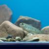Ein Lachs aus der Nähe: In zwei Dutzend Aquarien zeigt der Bezirk Unterfranken, welche Fische im Main leben und was sich unter den Wasseroberflächen abspielt. Ein Lachs aus der Nähe: In zwei Dutzend Aquarien zeigt der Bezirk Unterfranken, welche Fische im Main leben und was sich unter den Wasseroberflächen abspielt.