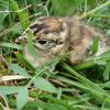 Fehlen die Insekten: Die Frage, warum es weniger Nachwuchs bei manchen Vogelarten wie dem Birkwild (unser Bild) in der Rhön gibt, bereitet den Verantwortlichen Sorgen.