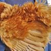 Ein gelbes Zwergstrupphuhn der Jugendzüchterin Dana Holzheimer.  Diese Rasse ist noch sehr selten und schwer in Deutschland zu finden.