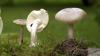 Der Grüne Knollenblätterpilz ist für die meisten Pilzvergiftungen in Europa verantwortlich. Er sieht dem Wiesenchampignon zum Verwechseln ähnlich.