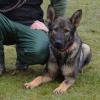 Ein feines Näschen bewies Drogenschnüffelhund "Remus" von der Aschaffenburger Polizei: Bei der Kontrolle eines Seat auf der Autobahn bei Aschaffenburg erschnüffelte er eine Rekordmenge Amphetamin und Kokain.