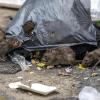 Wo sich viel Müll befindet, da sind auch die Ratten nicht weit. In der Kitzinger Siedlung klagen Anwohner über die Zunahme der ungeliebten Nager. Und Mieter von städtischen Sozialwohnungen beschweren sich über die Beteiligung an den Kosten für die Rattenbekämpfung. 