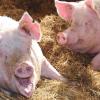 Schwein gehabt: Im vergangenen Jahr hat die Erzeugergemeinschaft Franken-Schwaben Tierische Veredelung 700 000 Mastschweine vermarktet.