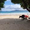 Das Transportmittel von dem Resort: ein Carabao, also ein Wasserbüffel. Das Transportmittel von dem Resort: ein Carabao, also ein Wasserbüffel.