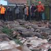 Binnen einer Woche wurden in mehreren Revieren des Forstbetriebs Hammelburg bei Gesellschaftsjagden rund 300 Wildschweine erlegt.