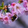 "Rettet die Bienen" war der Titel des Volksbegehrens im Sommer, es ging aber natürlich um den gesamten Artenschutz. Das Volksbegehren setzte die Staatsregierung in ein Gesetz um, das auch von der Stadt Vorbildfunktion in Sachen Artenschutz einfordert.