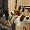 Mit der Weihnachtsclubschau in Burgsinn beendete der Deutsche Club für Kooikerhondje DCK das Ausstellungsjahr 2019.