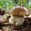 Der Herbst 2019 ließ das Herz von Pilzfreunden höher schlagen: Steinpilze schossen massenhaft aus dem Boden.