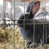 Bei der 25. Landesclubschau in Dettelbach bewundern die Besucher 2313 Kaninchen.
